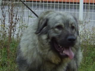 Nora delijska od bobana | Yugoslavian Shepherd Dog-Sarplaninac 