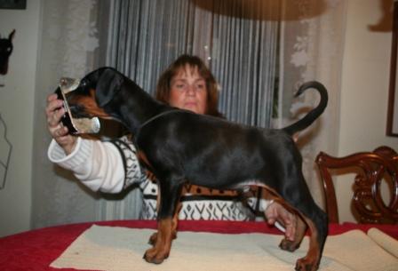 Dobermundes Beach Boy Solemio | Black Doberman Pinscher