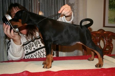 Dobermundes Bianca Beatrice | Black Doberman Pinscher