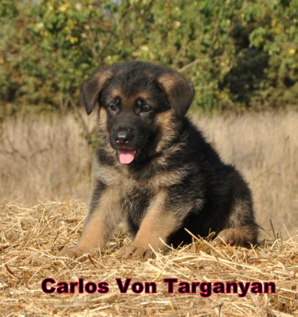 Carlos  von targanyan | German Shepherd Dog 