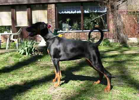 Dobermundes Bella Ballerina | Black Doberman Pinscher