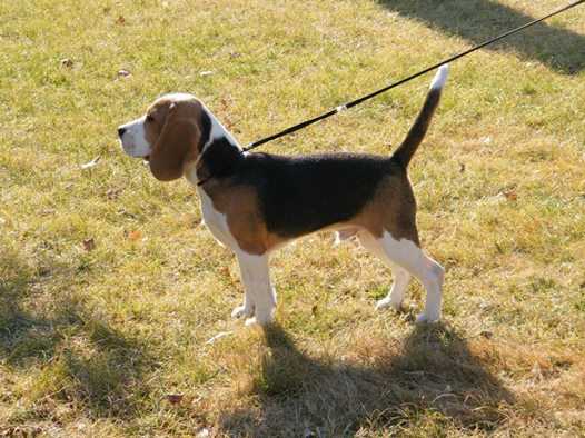 Angyali Annie Panama Jack | Beagle 