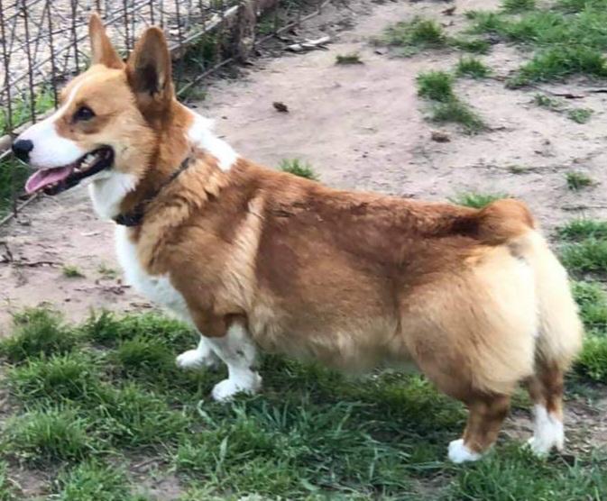 K&amp;N Lazy Lukas | Pembroke Welsh Corgi 