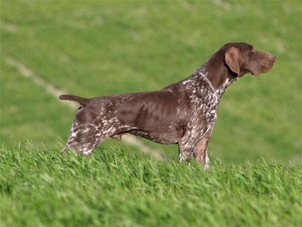 Domino du Pied du Mont | German Shorthaired Pointer 