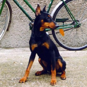 ALI vom Awarenring | German Pinscher 