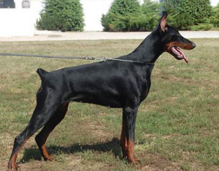 Modus Ost Zahara | Black Doberman Pinscher