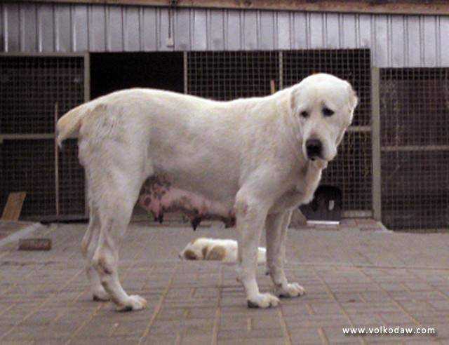 Kaheera kara kele | Central Asian Shepherd Dog 