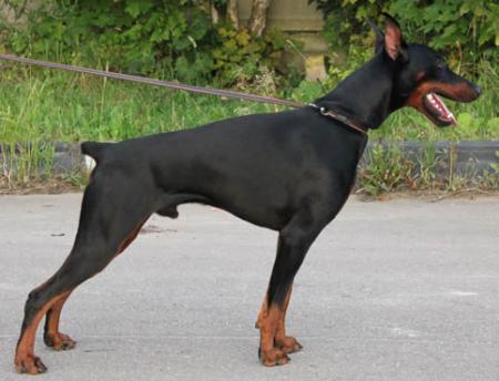 Modus Ost Zakar | Black Doberman Pinscher