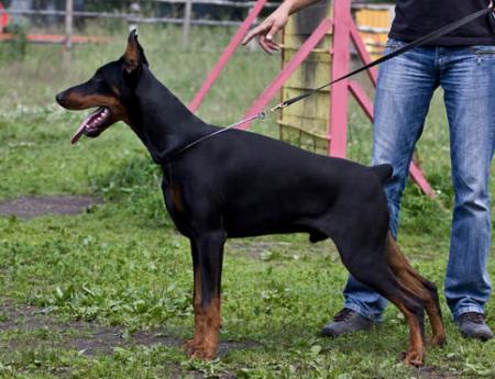 Modus Ost Zaryad | Black Doberman Pinscher