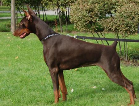 Modus Ost Zephyra | Brown Doberman Pinscher