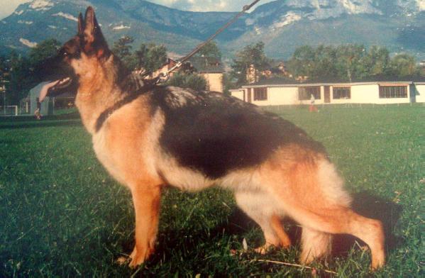 Iada del Tonduli | German Shepherd Dog 