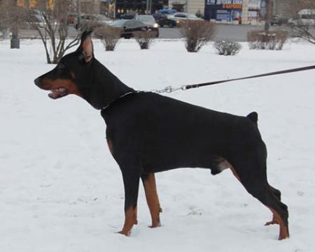 Modus Ost Zubr | Black Doberman Pinscher