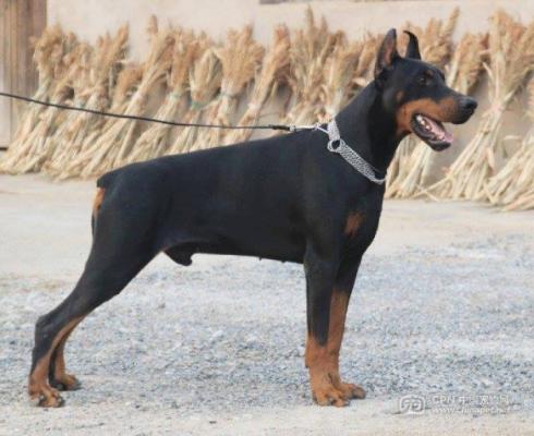 Stay In Style Echo | Black Doberman Pinscher