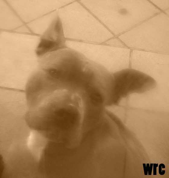 Balloo white rock crest | American Staffordshire Terrier 