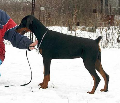 Eria Pro Kamilla Kantate | Black Doberman Pinscher