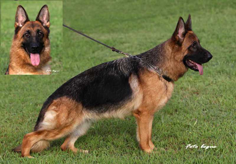 Wonja von Rapicar | German Shepherd Dog 