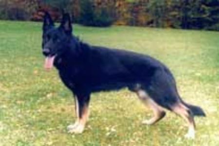 Gotthilf von der Kine | German Shepherd Dog 