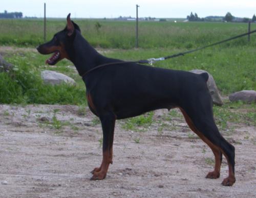 Juwelyra Tikrai Nauja | Black Doberman Pinscher