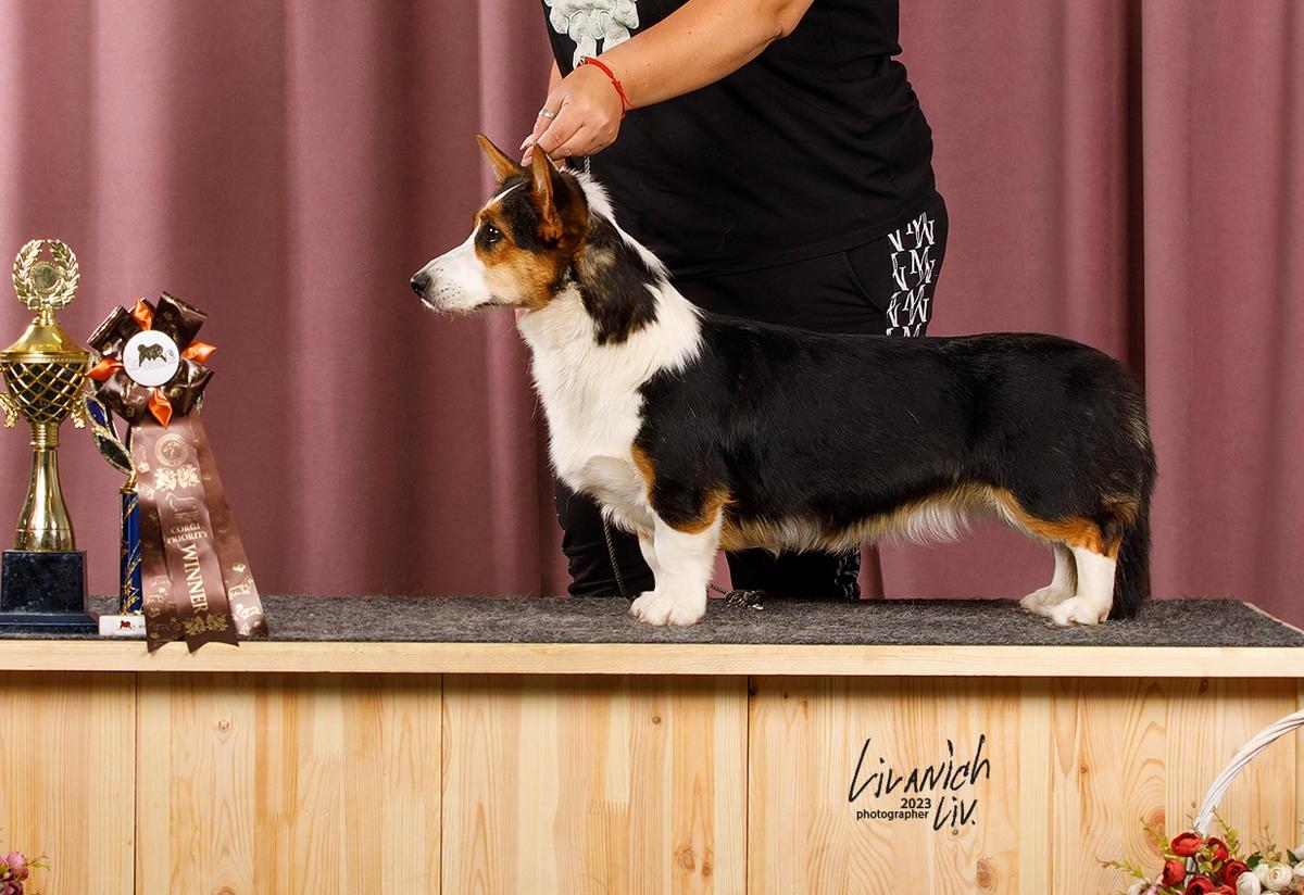 Sambuka II iz Imperii Adamant | Cardigan Welsh Corgi 