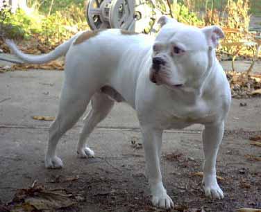 Kennedy's Princess Ria | American Bulldog 