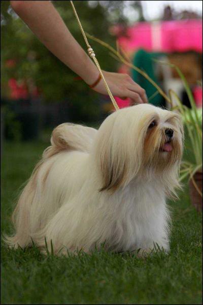 UI TANGO THE BOY FROM IPANEMA | Lhasa Apso 