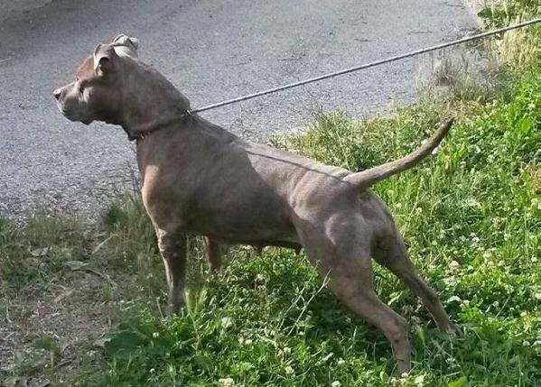 Indian Summer | American Staffordshire Terrier 