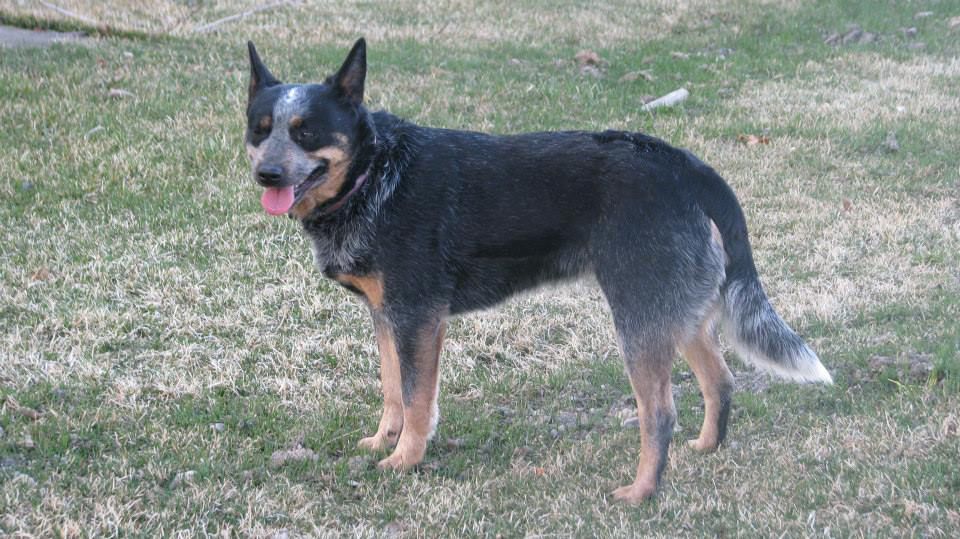 Ellisons Rockin Rose Diva | Australian Cattle Dog 