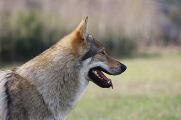 Czambor z Vlcího dubu | Czechoslovakian Wolfdog 