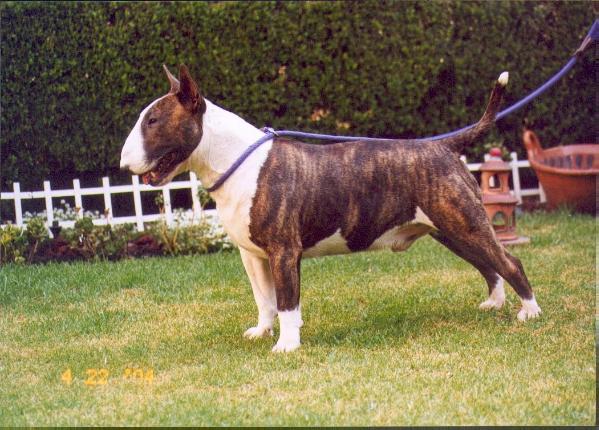 Corsaire Chrome Hoss O'Tea Rock | Bull Terrier 