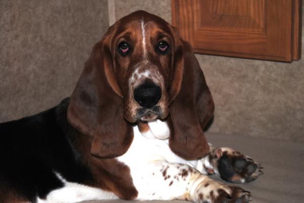 Cove Mountain Watson | Basset Hound 