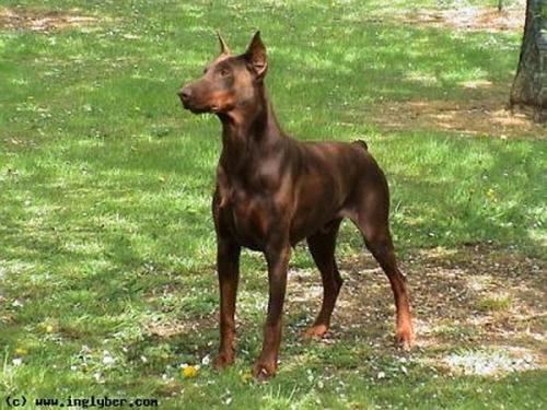 Olrich du Margrinoir | Brown Doberman Pinscher