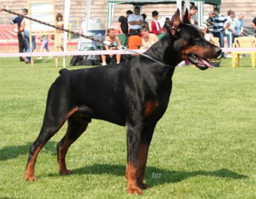 Tyrone of Hoffman House | Black Doberman Pinscher