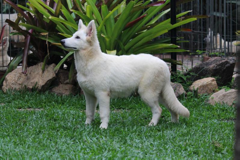 June Von Taglischindorf | White Swiss Shepherd Dog 