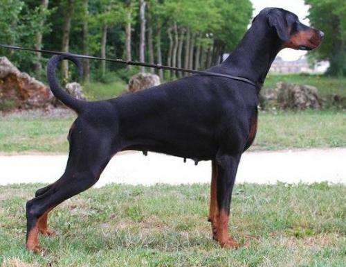 Tequila Lewan v. Jahrestal | Black Doberman Pinscher