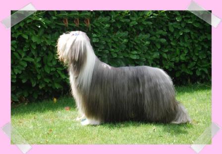 Atout coeur de chester | Bearded Collie 