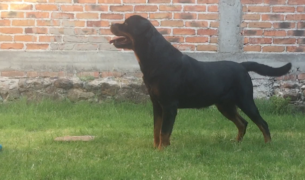 Dante (Rosado) mex. fci | Rottweiler 