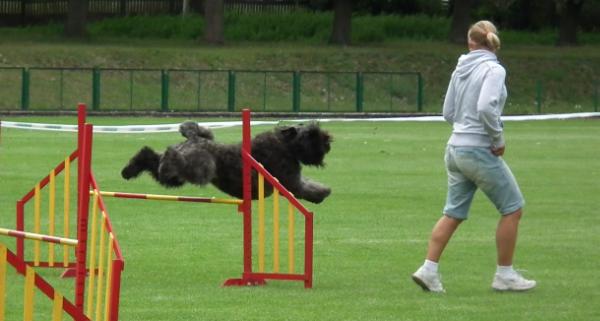 Zabel z Grodu Ksiazat Pomorskich | Bouvier des Flandres 