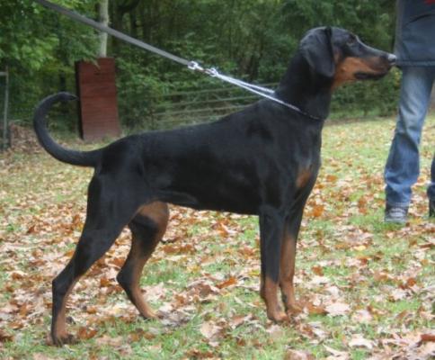 Gwendolyn v. Hellerwald | Black Doberman Pinscher