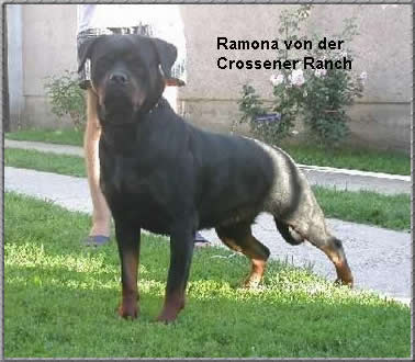 Ramona von der Crossener Ranch | Rottweiler 