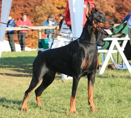 Mia-Mamma de Plegamans | Black Doberman Pinscher