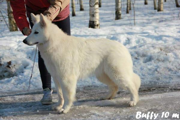 Buffy Diavolocane | White Swiss Shepherd Dog 