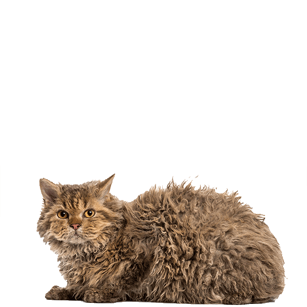 Selkirk Rex