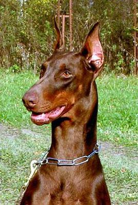 Ave Concorde Tuberose | Brown Doberman Pinscher