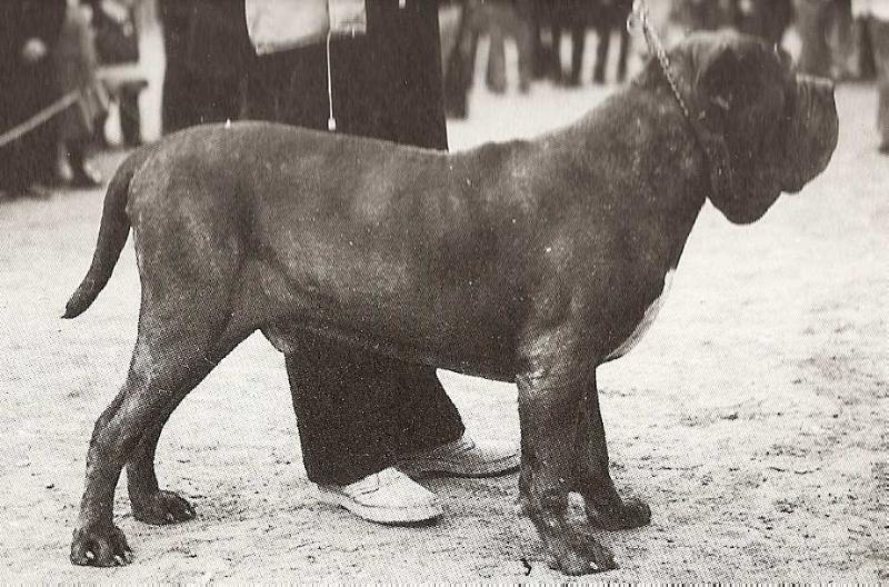 Geronimo dei Novesoldi | Neapolitan Mastiff 