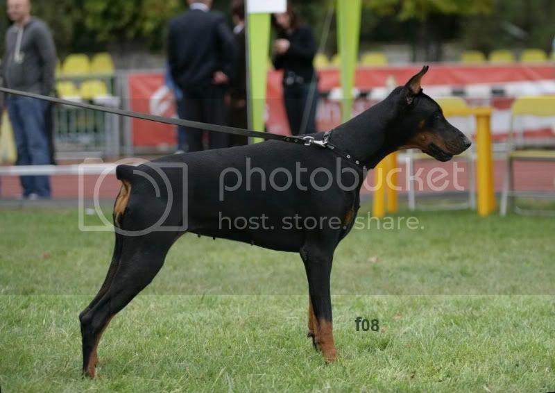 First Favorite | Black Doberman Pinscher