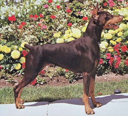 Datelis That's Enuf Alisaton | Brown Doberman Pinscher