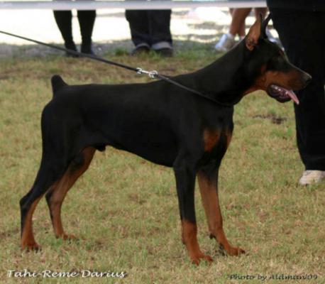 Tahi-Réme Darius | Black Doberman Pinscher