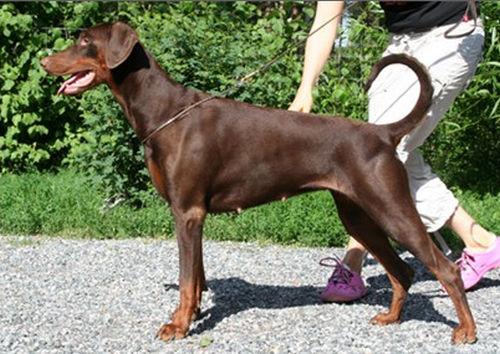 Dargaard Imperija | Black Doberman Pinscher