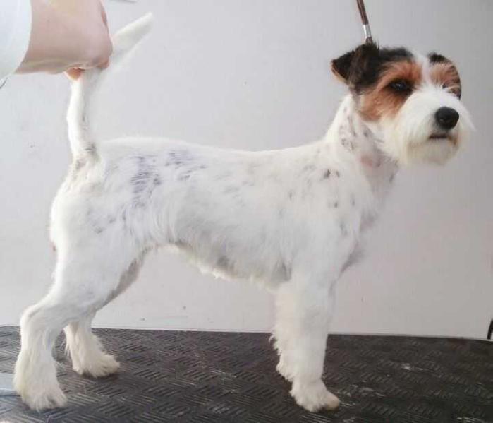 LA BELLA DI SAN RUFFINO | Jack Russell Terrier 