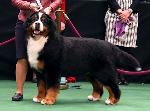 Alpenspirit  Just  in Time | Bernese Mountain Dog 